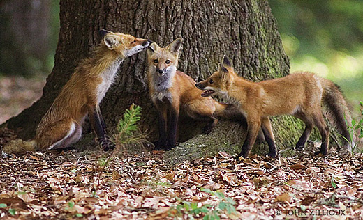 Adult  Female Fox with Kits